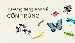 Côn Trùng Học Tiếng Anh Là Gì